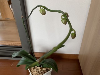 胡蝶蘭　もう一度花を咲かせたい！