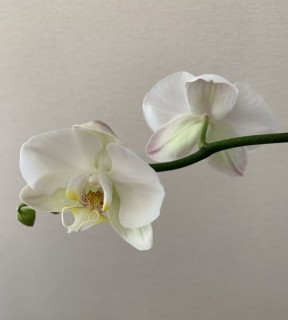 2度目の胡蝶蘭の花が咲いたよ！！！