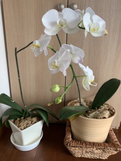 胡蝶蘭のつぼみが落ちた⤵