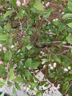 特別見学会まであと17日の地震に強いモデルハウス